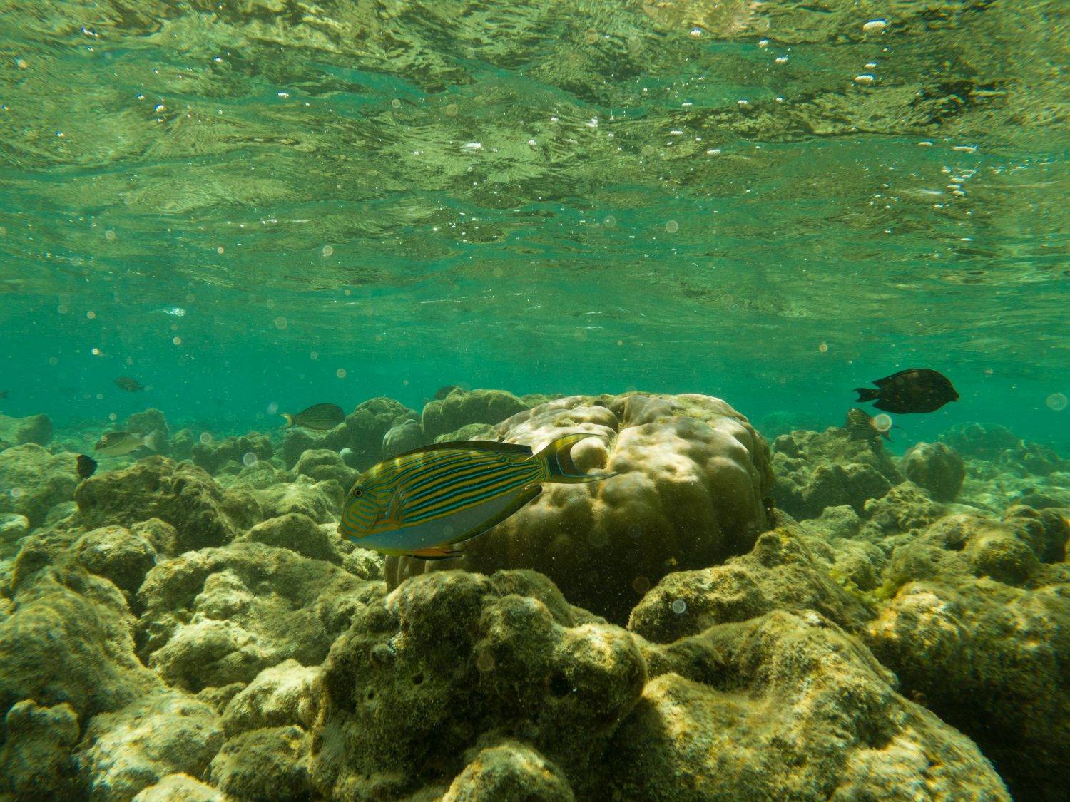 Pez cirujano rayado en un arrecife de Maldivas. Fotografía sin modificar
