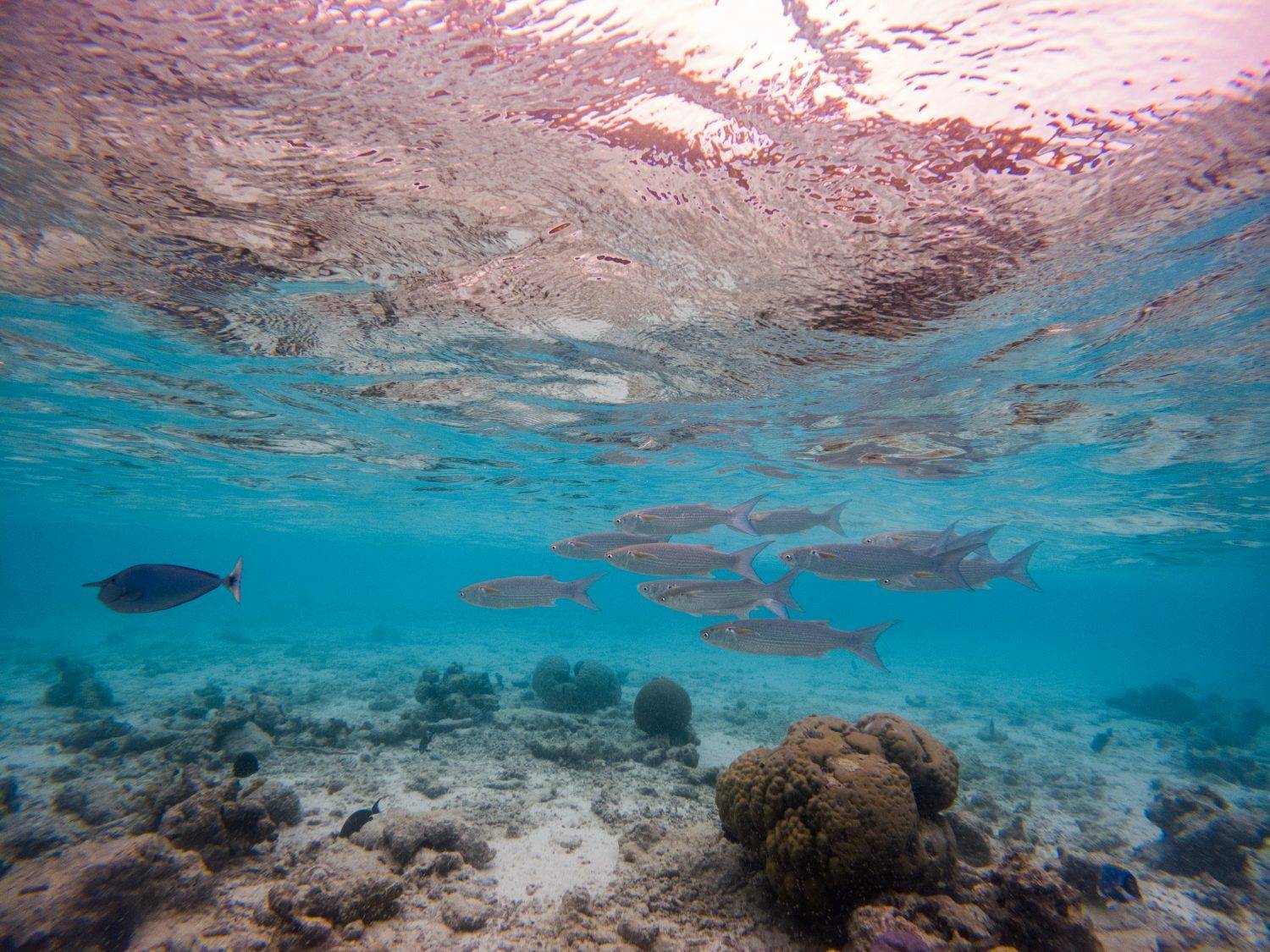 Varios peces en un arrecife en Maldivas. Fotografía ajustada